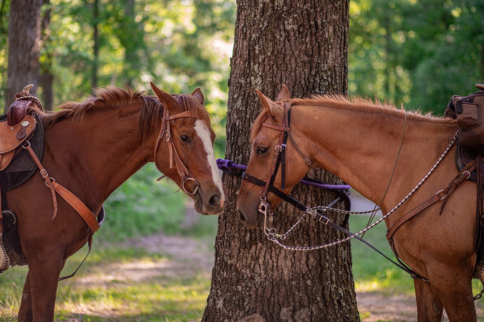 country engagement session